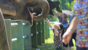 Safe, sustainable wildlife encounters with Thailand Travel